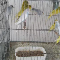 بنگالی نرگسی الماسی مرغ عشق عروس هلندی|پرنده|بجنورد, |دیوار