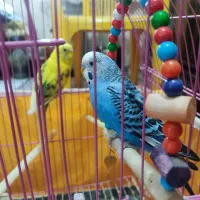 مرغ عشق|پرنده|تهران, نظامآباد|دیوار