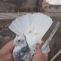 ماده هفرنگ دم سفید