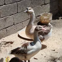 غاز محلی ماده گوشتی