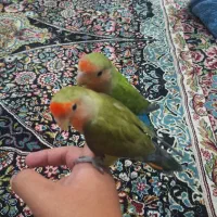 طوطی کوتوله رام سخنگو