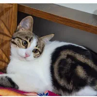 گربه‌ی گمشده