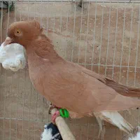 زرد دم ‌سفید .طوقی کارتنی|پرنده|مشهد, عبادی|دیوار