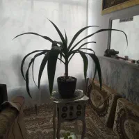 گل سوسن عنکبوتی