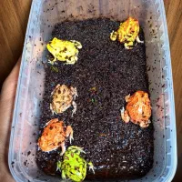 پکمن رنگی قیمت استثنایی