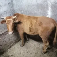 لیشه