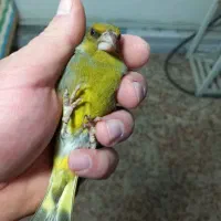 سهره سبز|پرنده|باقرشهر, |دیوار