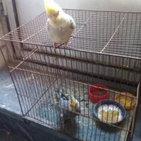 یک جفت عروس