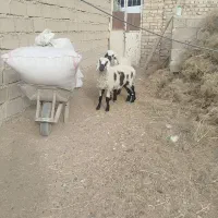 گوسفند|حیوانات مزرعه|زهک, |دیوار