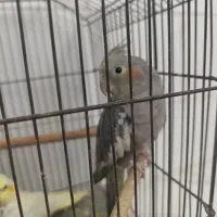 طوطی عروس|پرنده|قزوین, |دیوار