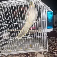 عروس هلندی همراه با قفس