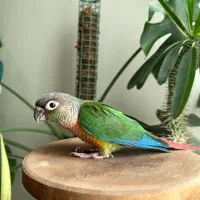 جوجه سرلاکی گرینچیک و راهب