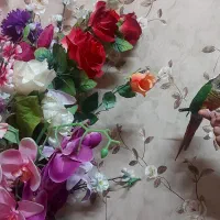 طوطی گرینچیک یلوساید نر دو و نیم ساله کامل دستی|پرنده|یزد, |دیوار