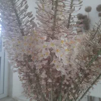گل طبیعی