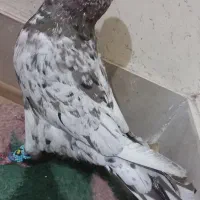 کبوتر سار کرم مرتب