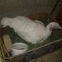 بوقلمون کرچ