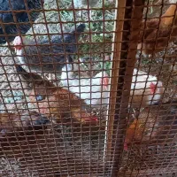 مرغ تخمگذار|حیوانات مزرعه|شیراز, حومه شیراز|دیوار