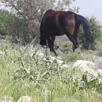 اسب مادیان|اسب و تجهیزات اسب‌سواری|شیراز, میانرود|دیوار