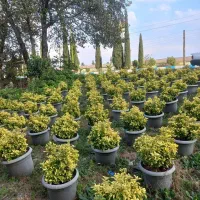 لاوسون  یاس هلندی شمشاد طلایی