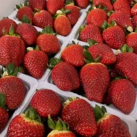 نهال توت فرنگی کاماروس|گل و گیاه طبیعی|مزرعه کتول, |دیوار