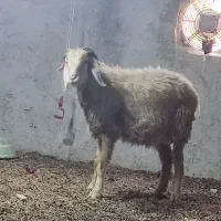 میش بختیاری