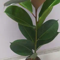 فیکوس برگ پهن. و فیکوس جنگلی هر کدام فقط ۱۵۰