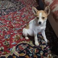 اشپیتزو پامریین