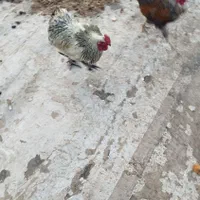 خروس دو رگه|حیوانات مزرعه|حمیدیه, |دیوار