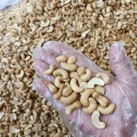 بادام هندی و درختی نصف قیمت بازار