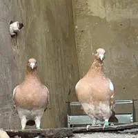 کبوترکارل میولمنز|پرنده|شیراز, باغشهر قصر سبز|دیوار