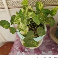 فلاسک چای