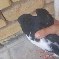 کبوتر خوش رنگ
