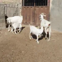 ۲عدد بز زایده. سانن* یک عدد میش زایده