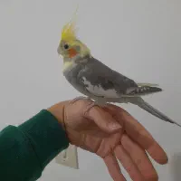 عروس جوانه دستی|پرنده|آزادشهر, |دیوار