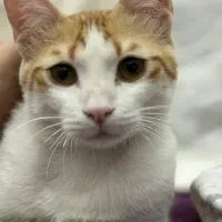 گربه واگذاری