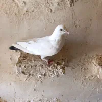 کفتر تهرانی|پرنده|پاکدشت, پاکدشت (مامازند)|دیوار