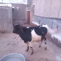 گوساله|حیوانات مزرعه|صوفیان, |دیوار