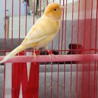 قناری نر موزایکی مست با قفس