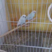مرغ عشق