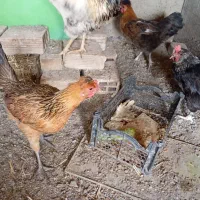 مرغ و خروس  تخم گذار لری و بومی