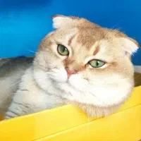 جفتگیری گربه بریتیش نر