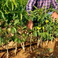 فروش انواع نهال میوه های پیوندی و اصلاح شده