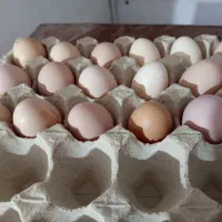 تخم مرغ محلی تازه|خوردنی و آشامیدنی|کرمان, |دیوار