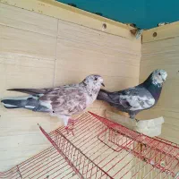 کفتر کفتر بازی