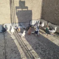 15 تا هست بهبهانی