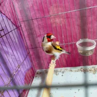 سهره نر بخون