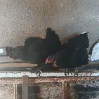 دوتا مرغ کرچ شو معاوضه هم دارم دانه ۶۰۰