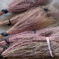 ۱۲ دسته جارو دسته ۵۰تومن روستایی کتوله ساری