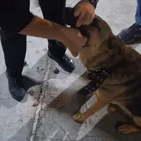 دامپزشک ویزیت در محل|خدمات پیشه و مهارت|تهران, فرمانیه|دیوار