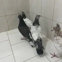 گرفتنی|پرنده|کاشان, لتحر|دیوار